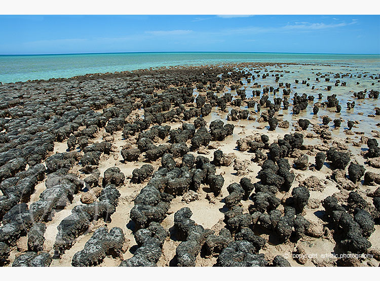 Stromatolites of Shark Bay
